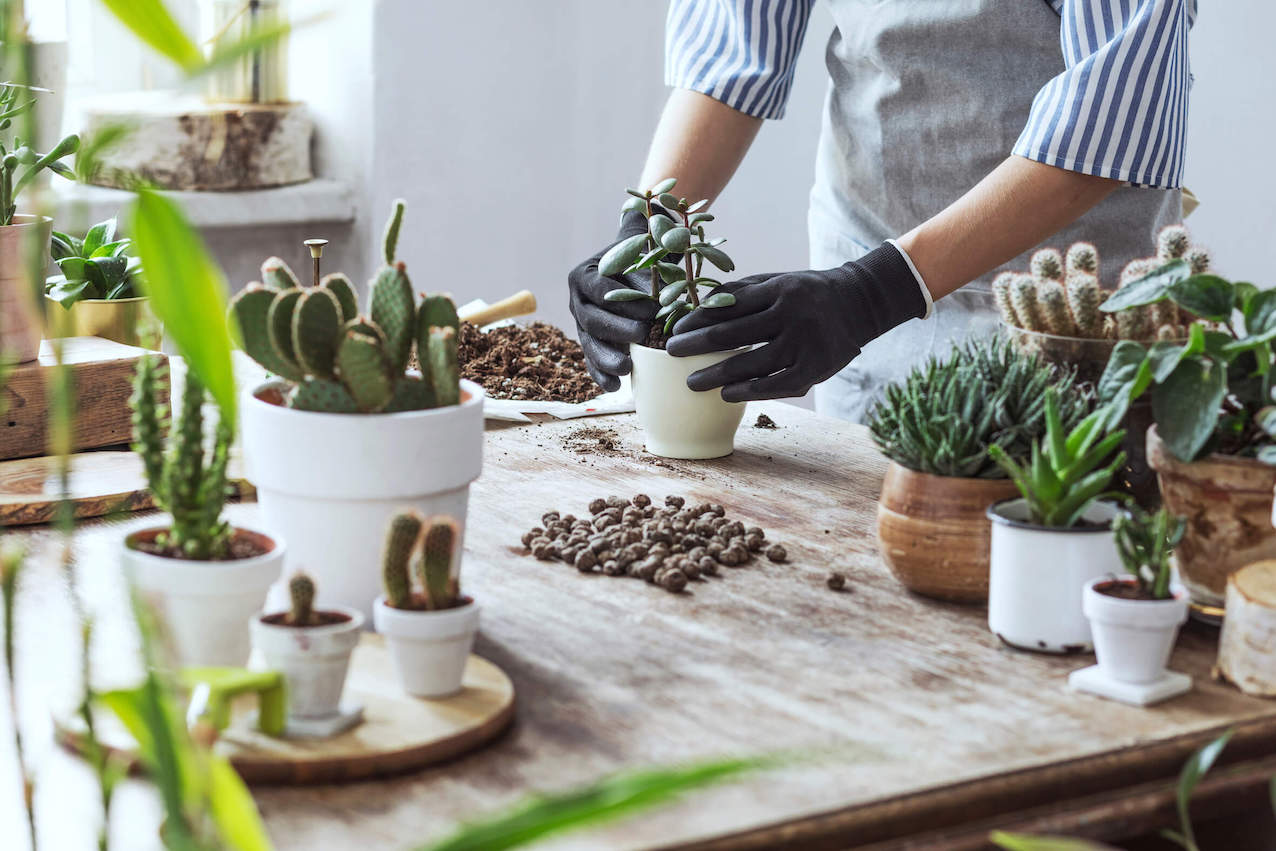 【初心者必見】観葉植物を植え替えるための4つのステップ。購入した植物を植え替えるには?