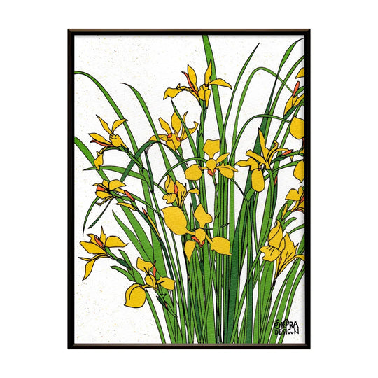 Yellow iris No.252