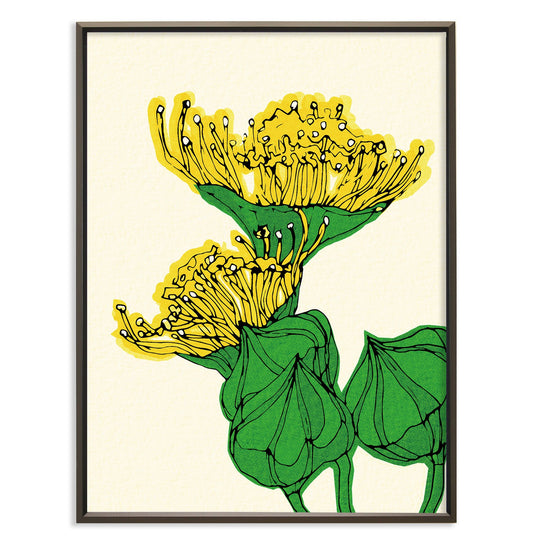 Eucaplyptus flower No.145