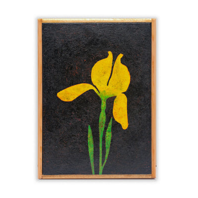 A single yellow iris No.241