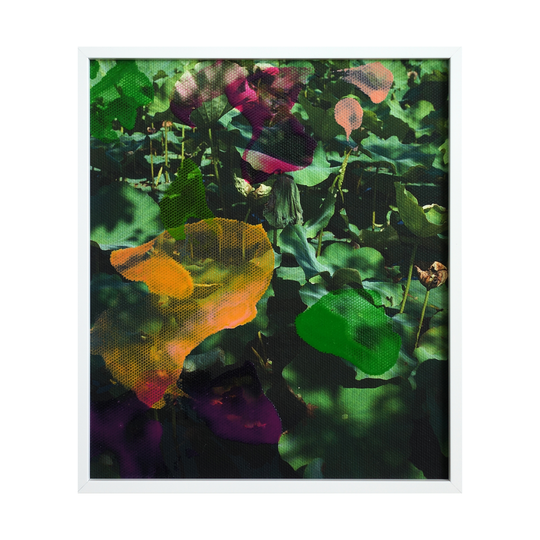 nature "lotus flowers 02"