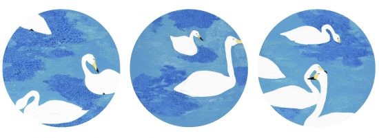 スワン/Swans