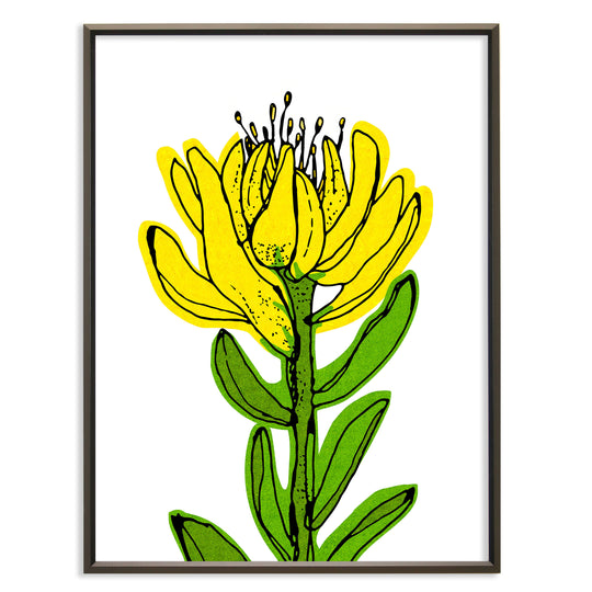 yellow Leucadendron No.127