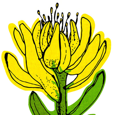 yellow Leucadendron No.127